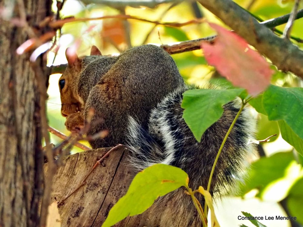 Gray squirrel facing away clutching a nut - hid eye is looking backwards 