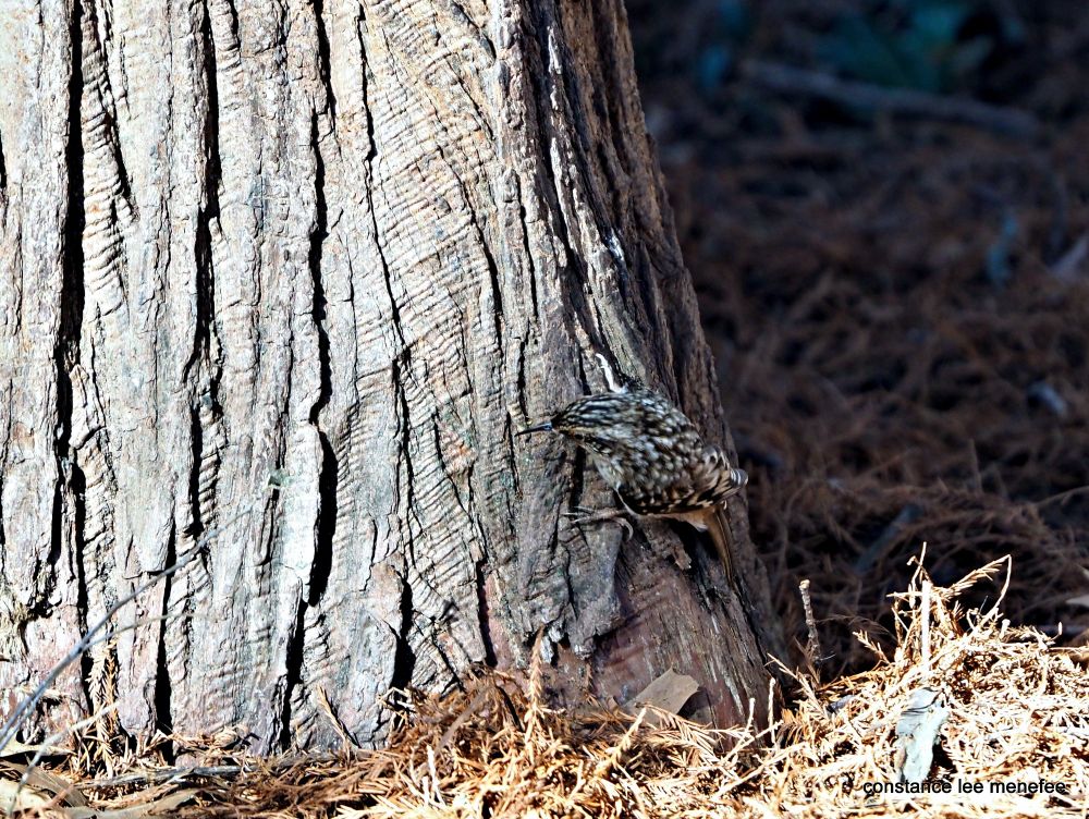 Brown creeper starting its long spiral up a tree trunk at the base 