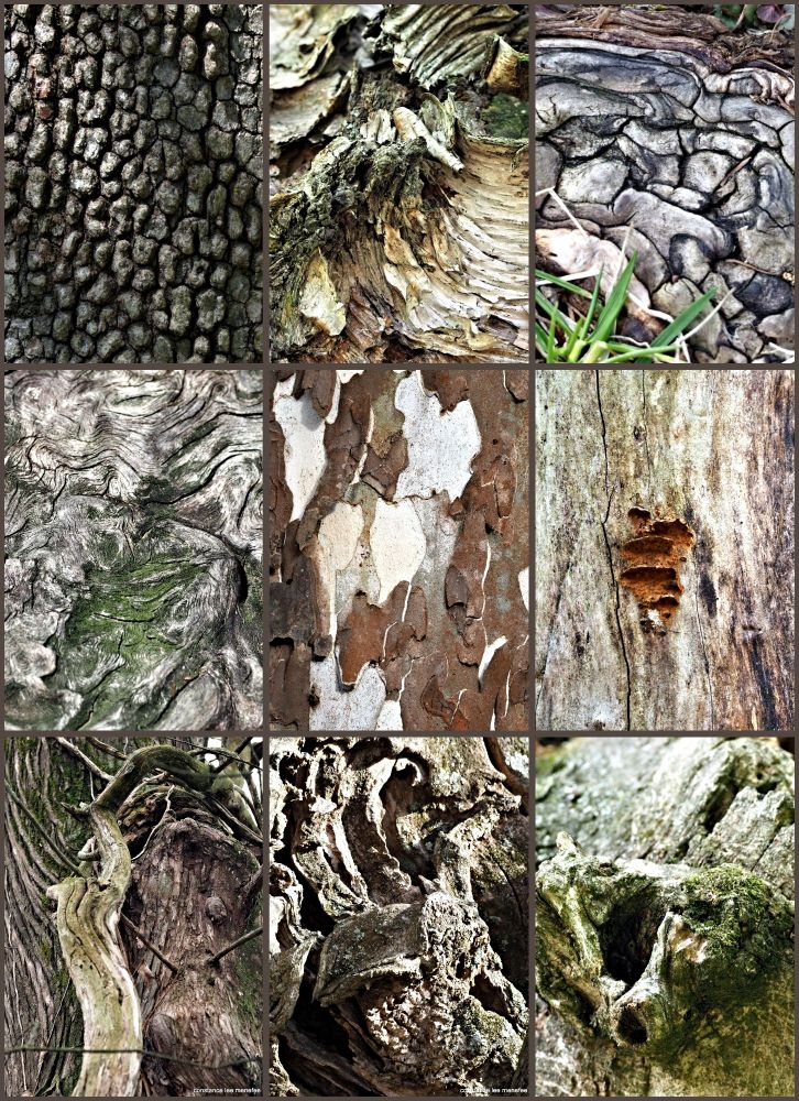 Collage of nine photographs of tree trunks, bark detail