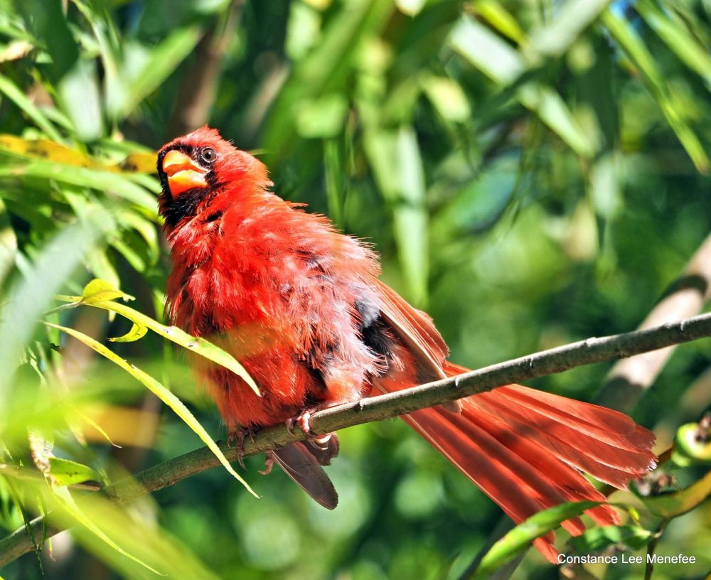 Red bird perched on slender branch - Northern Cardinal male looking frazzled and fluffed 