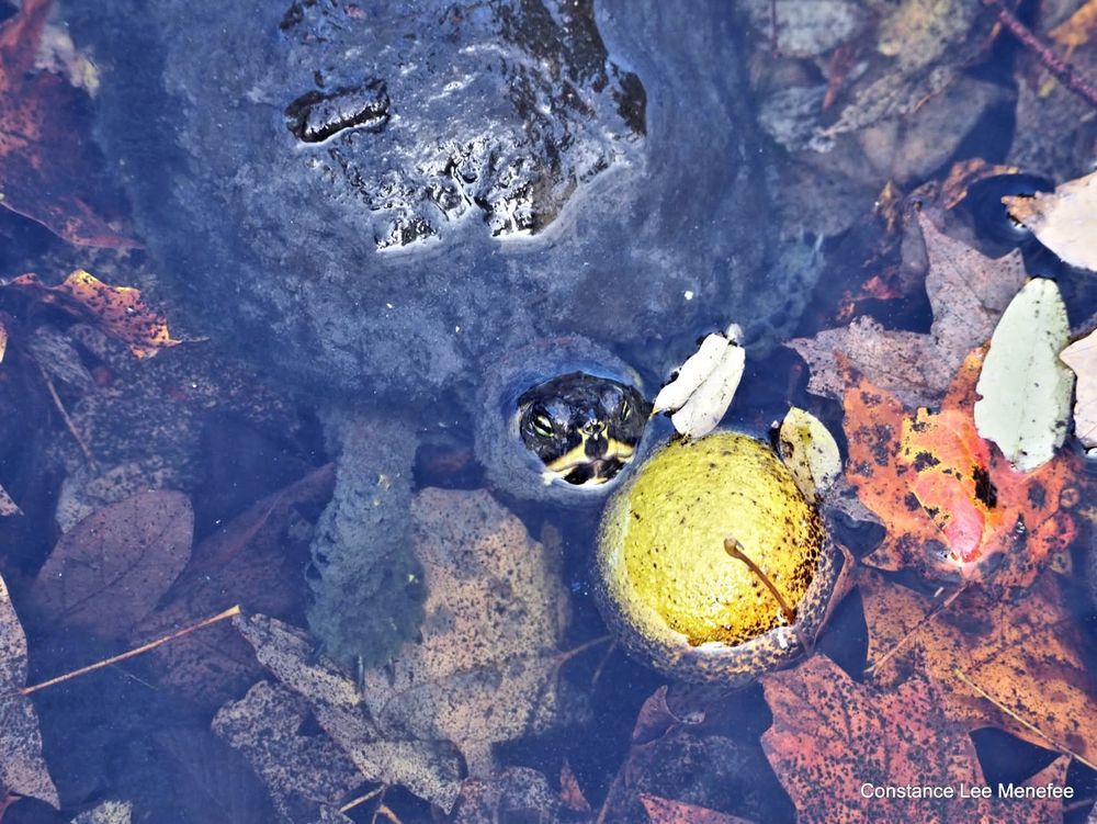 Elderly pond slider, looking up - next to a walnut floating near fallen leaves 