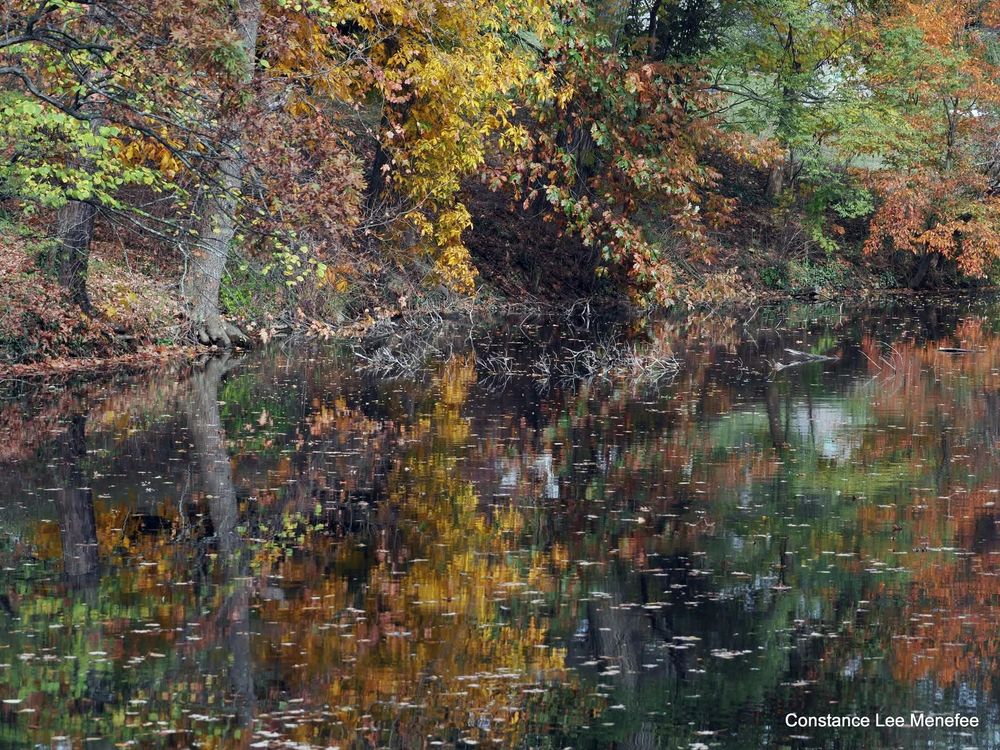 Perfectly reflecting pond bank - trees and shrubs in green and Autumn colors