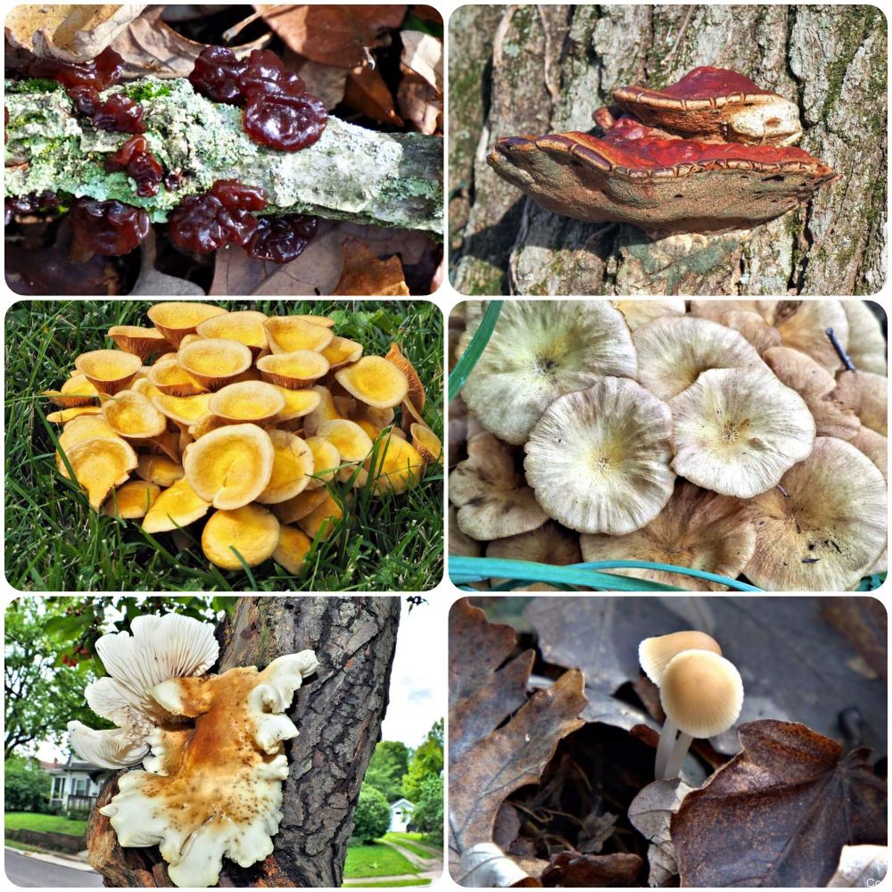 Collage with six photographs of various fungi 