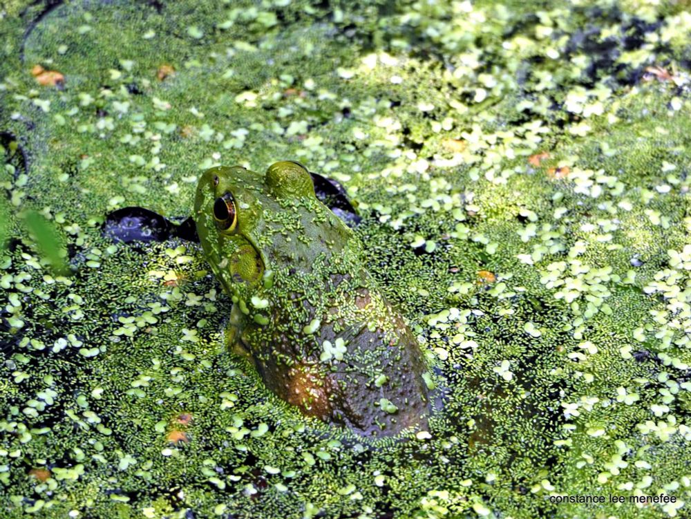 Bullfrog half-covered with duckweed looking away (mostly)