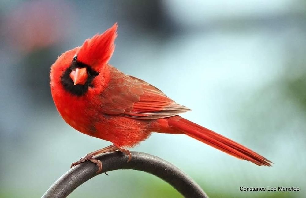 Red bird with a crest and black face mask standing on a metal shepherd's crook 