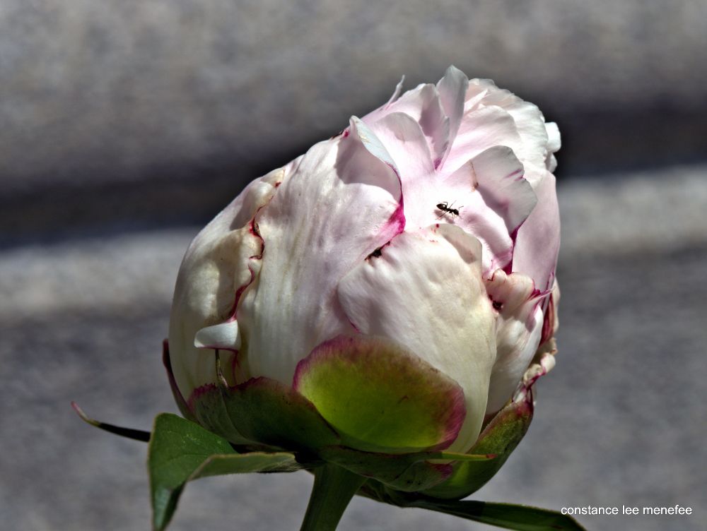 Pale pink peony bud - there is an ant, of course