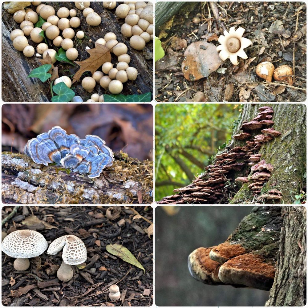 Collage with six photographs of various fungi 
