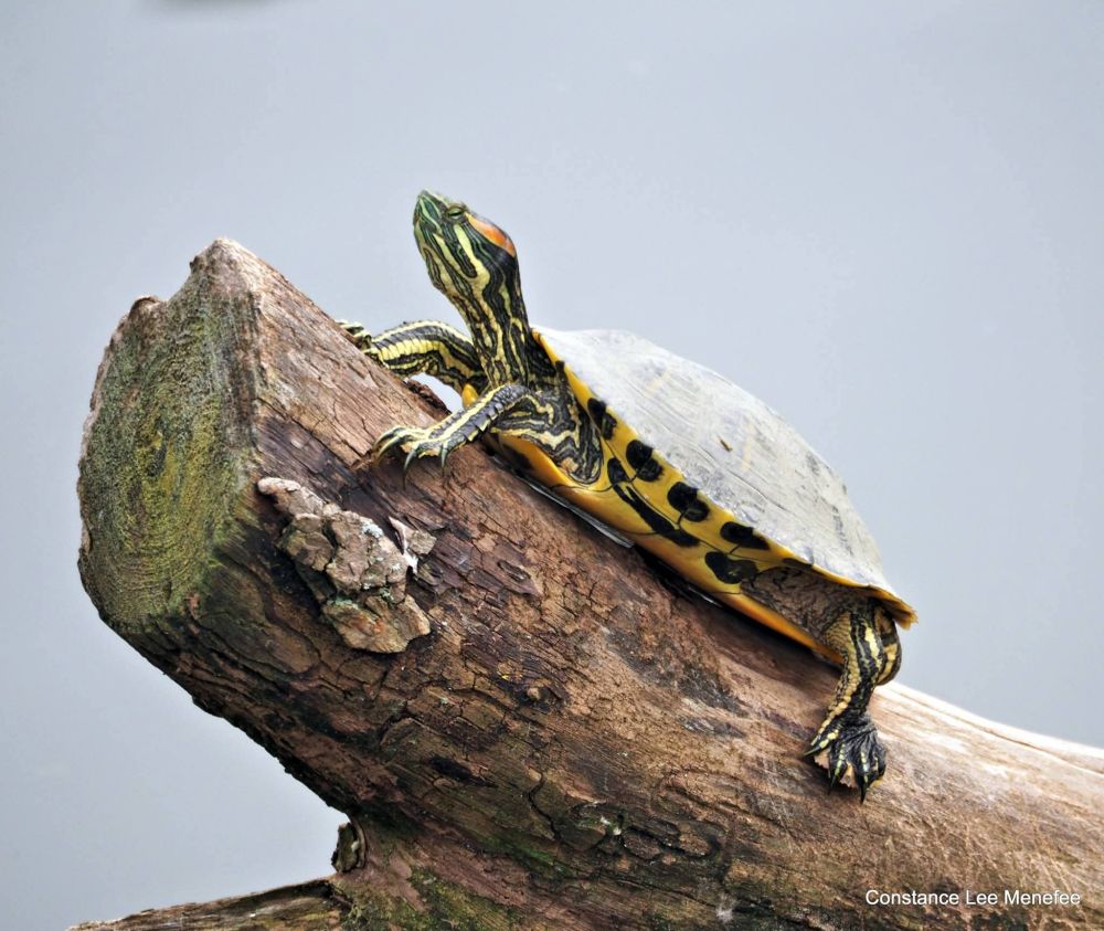 Portrait of red-eared slider on a cut log in water 
