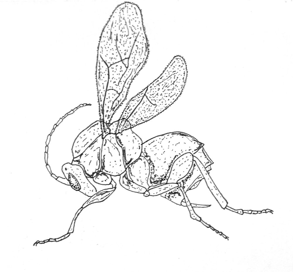 Pen and ink drawing of an insect