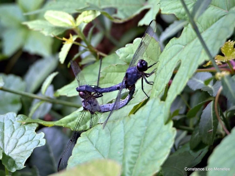 Pair of dragonflies in what is called a mating wheel - the maneuvers of transmitting sperm is complex to explain