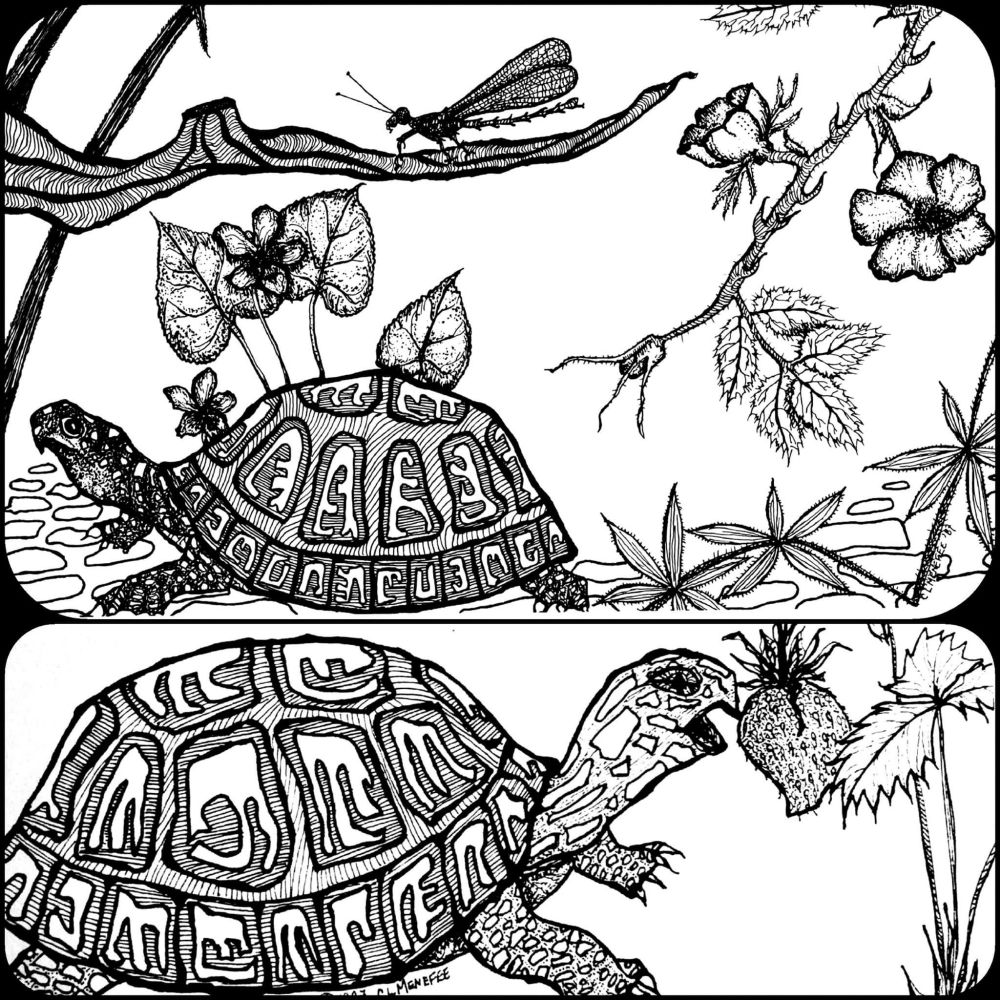 Two stacked pen and ink drawings of box turtles 