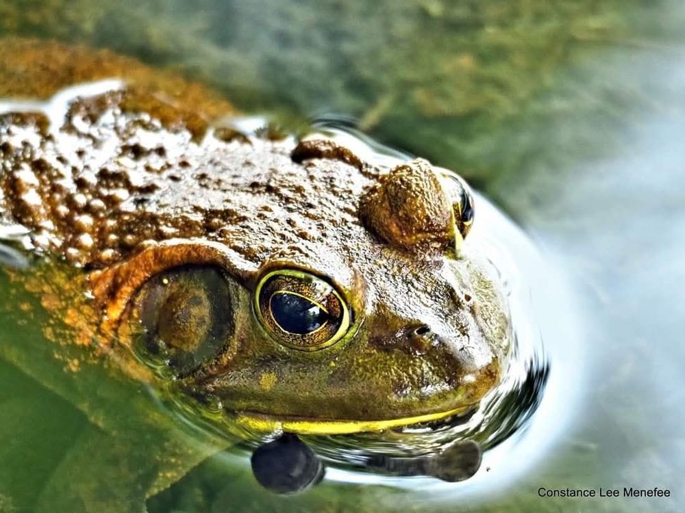 Bronzy colored bullfrog close up