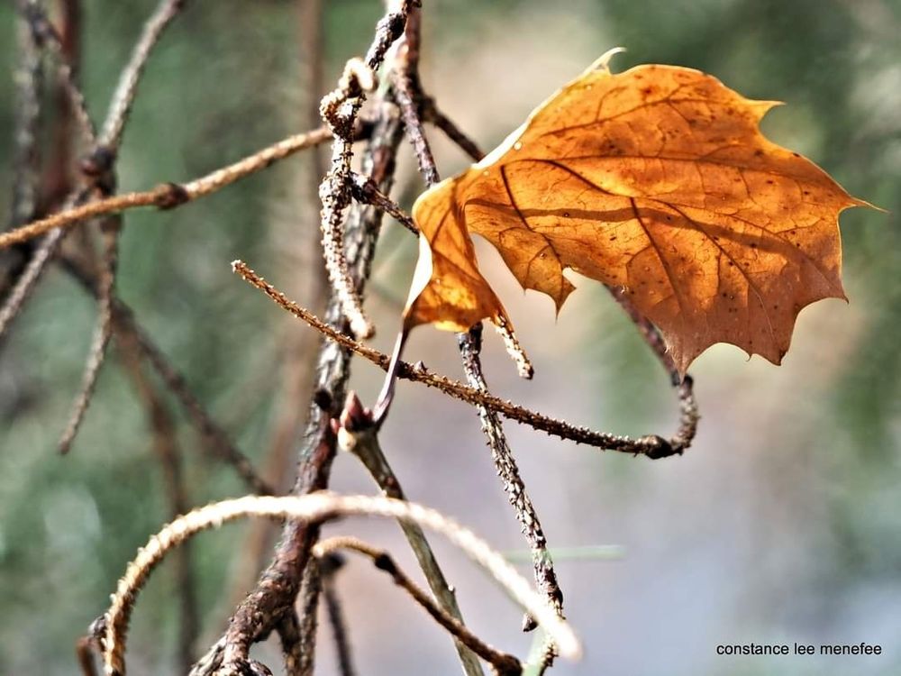 Bare vines and an orangey-brown autumn leaf