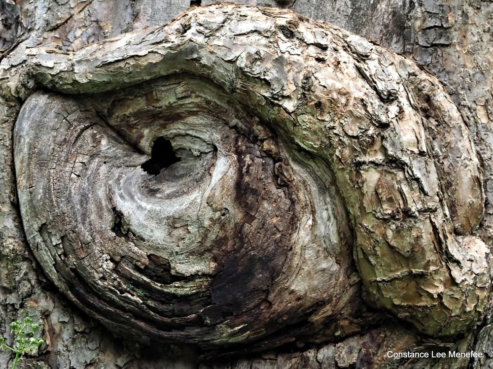 Catalpa burl that looks like an eye