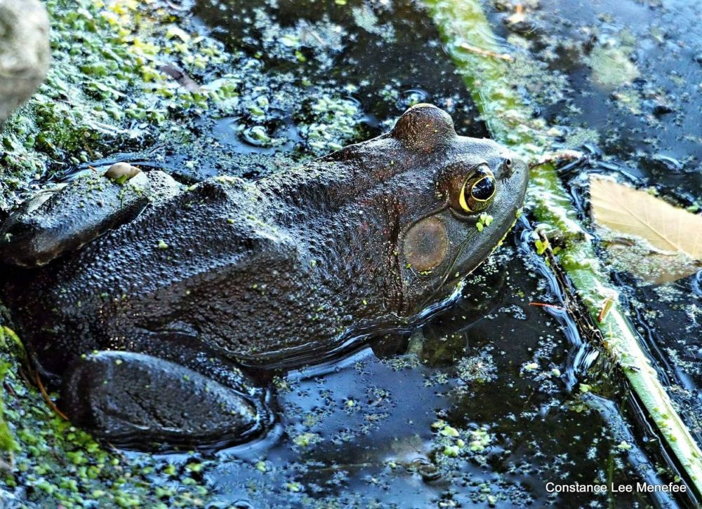 Dusky bullfrog in shallow water, with a tiny snail on a hindleg