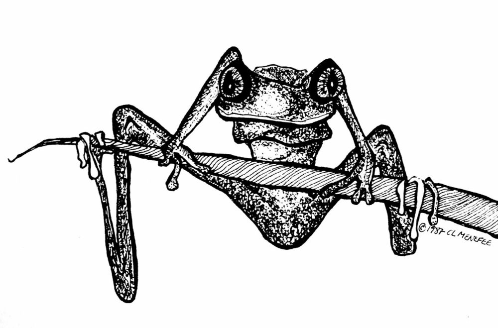 Pen and black ink sketchy drawing of a kind of angular tree frog on a stem