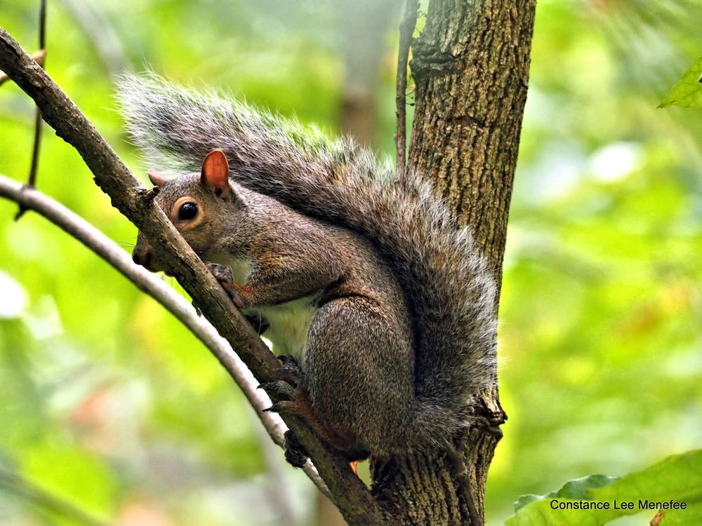 Gray squirrel sort of wedged between small tree trunk and small branch - tail over body