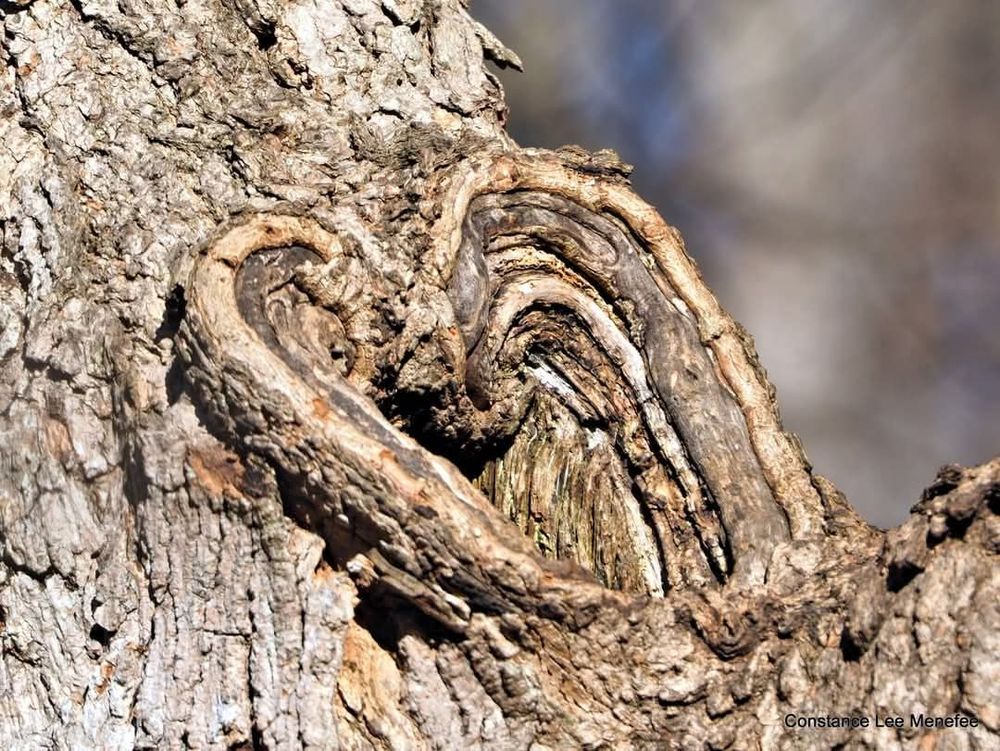 Heart-shaped trunk knot
