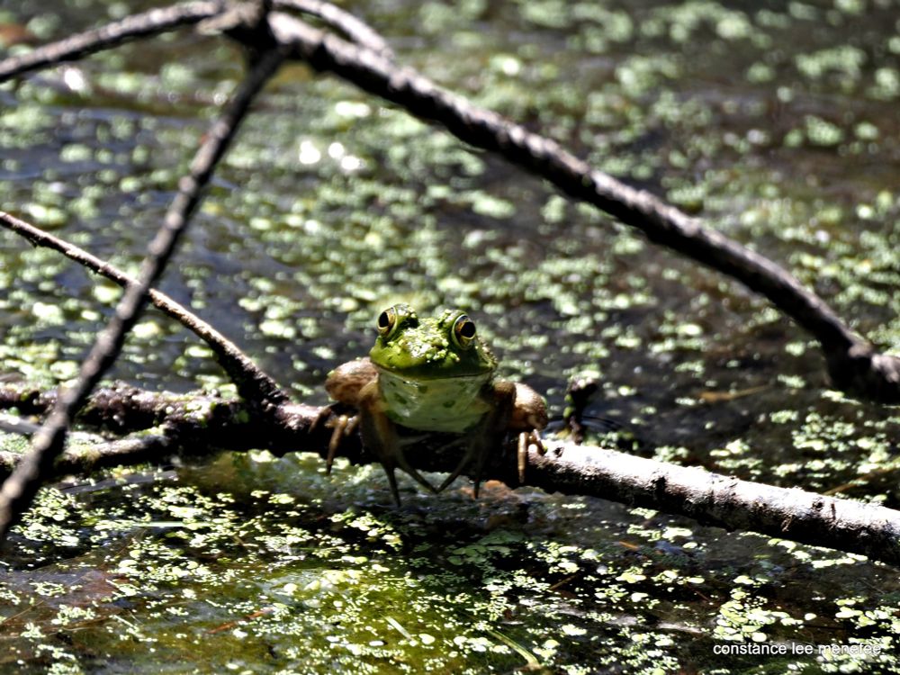 Bullfrog on a stick, toes all akimbo