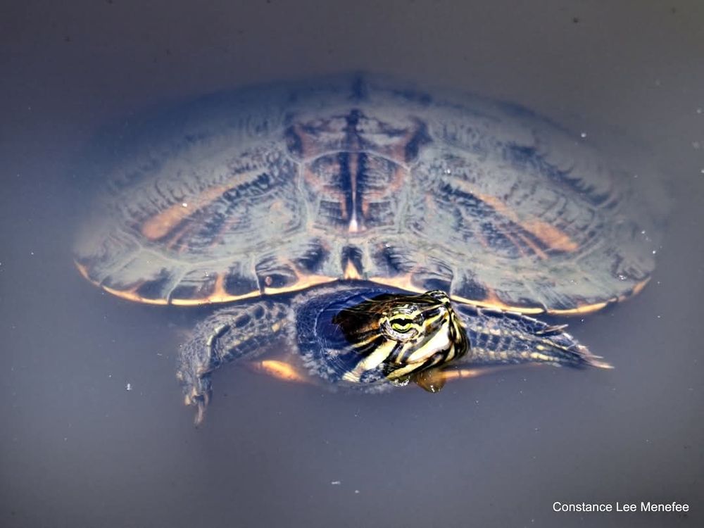 Looking head on with turtle's stripey face as he floats 