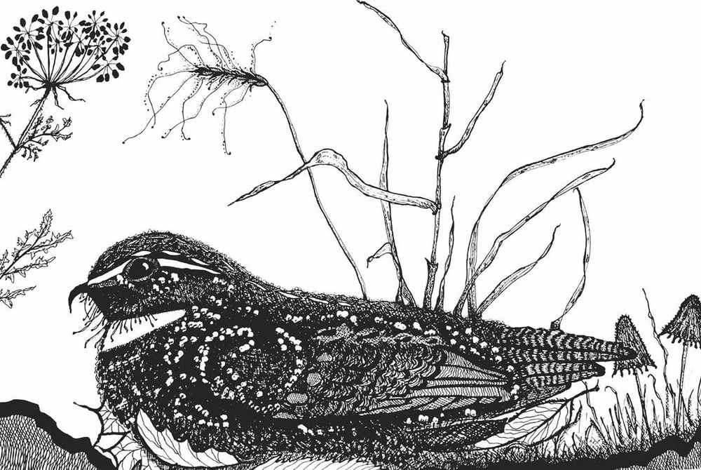 Pen and ink drawing of a Whip-poor-will on the ground