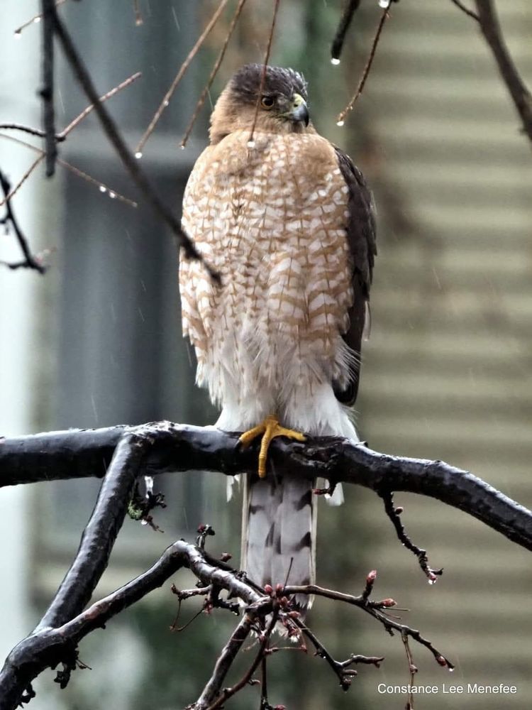 Adult Cooper's Hawk on a cold drizzly day sitting with one foot tucked into soft, warm chest feathers 