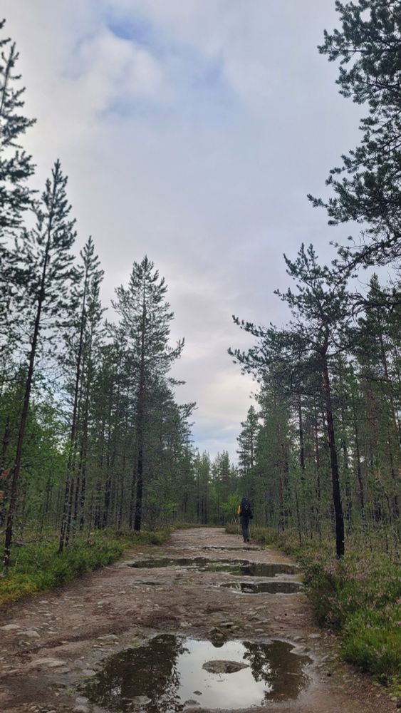 Breed bospad tussen dennebomen. Er staan plassen op het pad. Over het pad wandelt een jongeman met een grote rugzak weg van ons. De lucht is grijs.