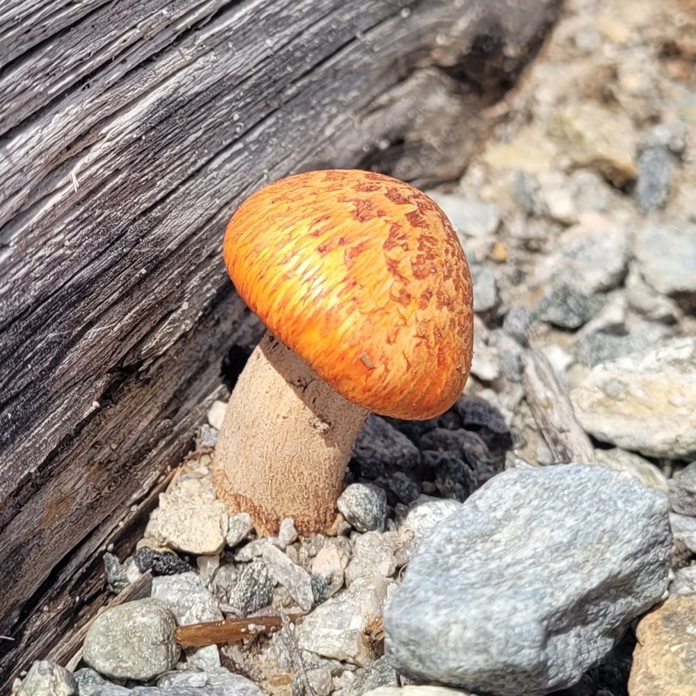 Kleine paddenstoel met wiite stam en oranjegele hoed met donkerdere vlekken. De paddenstoel groeit op een stuk oud hout tussen grijs grind.