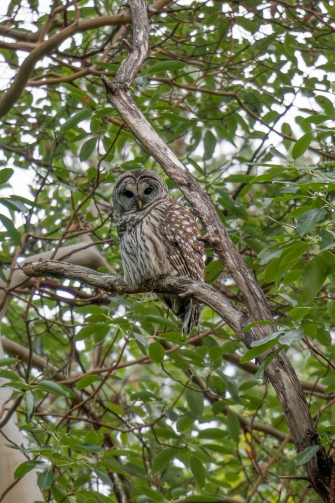 Photograph of a Barred Owl in arbutus tree. It’s looking directly at the you, dark eyes staring deep into your soul.