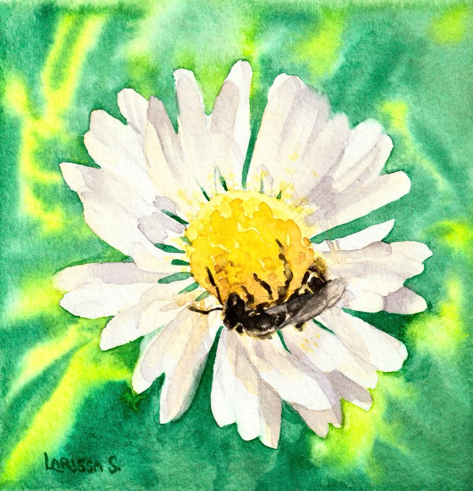 Watercolour painting of a white and yellow daisy against a bright green background. The daisy is being visited by a delicate sweat bee, who is mostly black with a hint of pale yellow stripes on her abdomen.