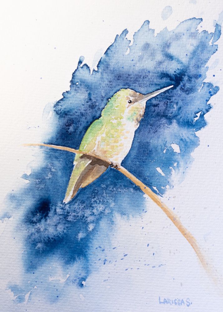 Watercolour painting of a female Anna’s Hummingbird perched on a blade of dried grass. Behind her is a loosely painted mottled blue background, reminiscent of a chilly winter’s day with gentle snow flurries.