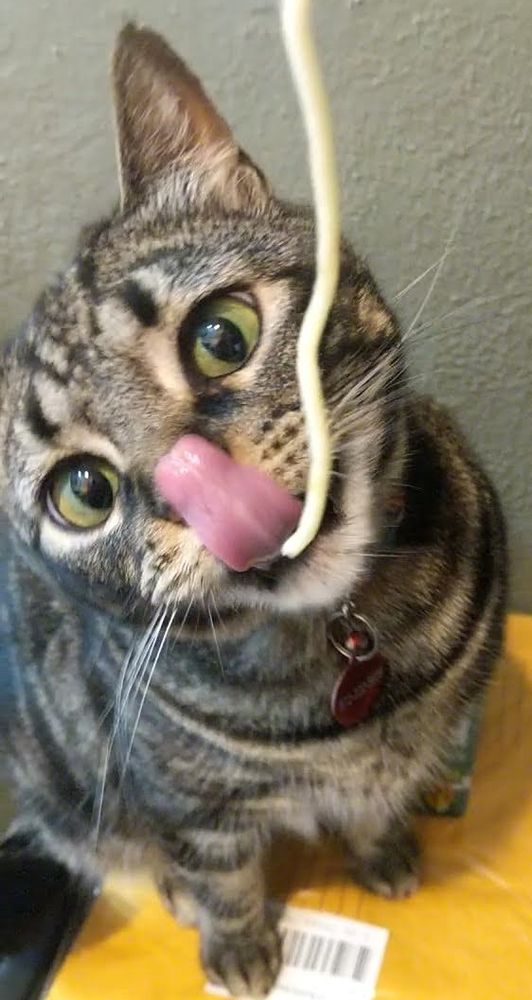 Same tabby looks crosseyed at same piece of spaghetti. Her tongue is on her nose