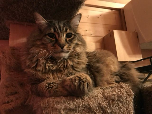 Watson, my best assistant. Part Maine Coon. Part clown. Always faithful. Most often found in boxes.