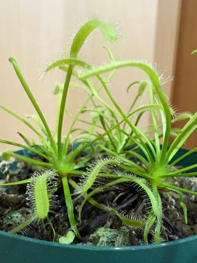 モウセンゴケ（カペンシス）