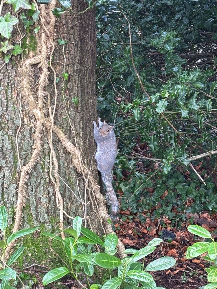 Squirrel low on a tree watching a dog