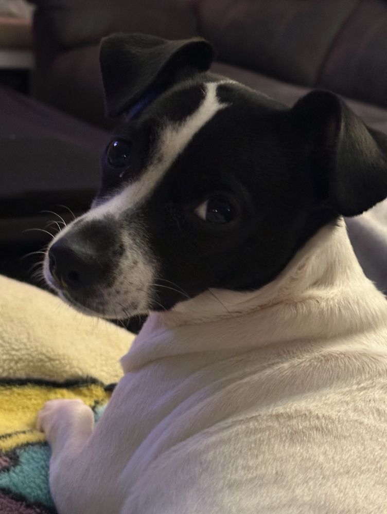 Chihuahua dachshund min pin mix dog looking at the camera