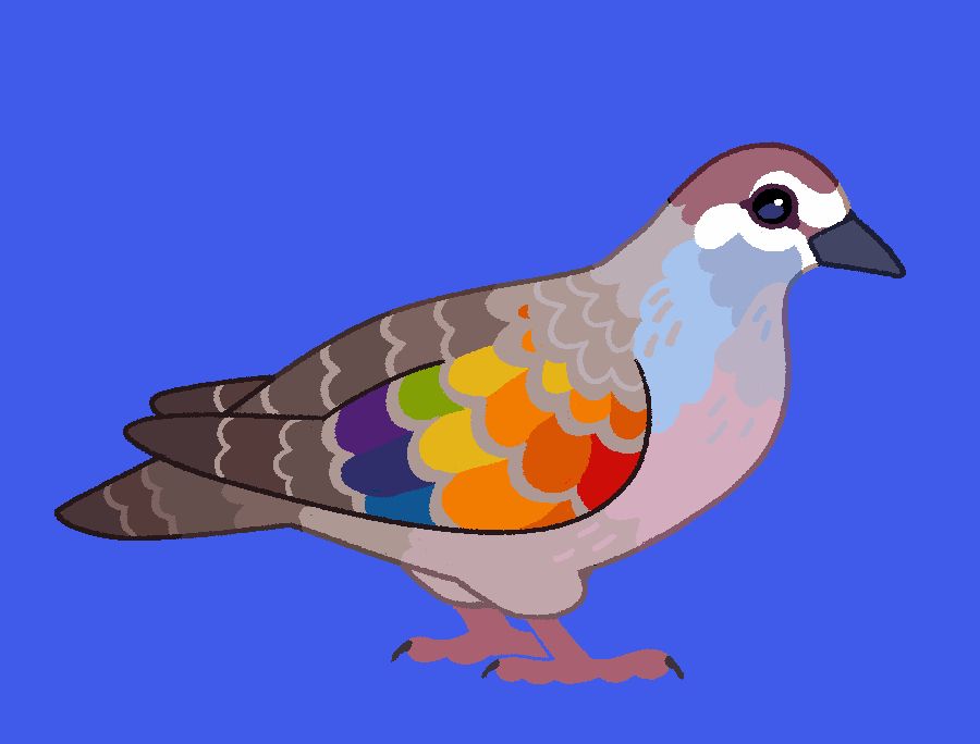 a simplistic illustration of a common bronzewing (a species of dove). the bronzewing is facing right, with it's beautiful rainbow-shimmery wing facing the viewer. the bird is an assortment of browns aside from the colourful wing, which shines like a rainbow in certain lights.