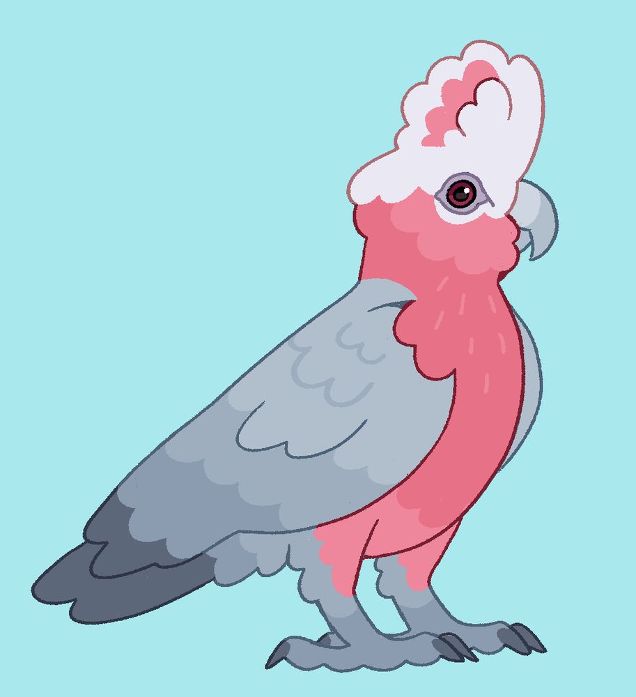 a simplistic illustration of a galah. it has a cheeky expression, and is facing the left. the bird stands tall, with it's pale pink crest fluffed up. the galah is a warm pink, with blue-grey wings and tail that darken towards the tip. the galah's eye is red.