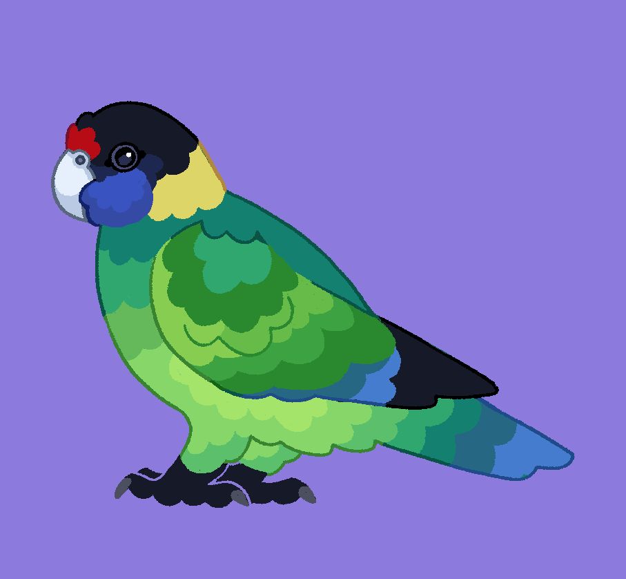 a simplistic illustration of an australian ringneck parrot, also know as a "28". it is facing left, with it's cheek feathers puffed out. the bird is mainly an assortment of greens, with striking red above it's beak, deep blue on its cheeks, and a light yellow on the back of its neck.
