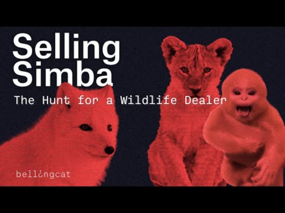 Selling Simba- The Hunt for a Wildlife Dealer