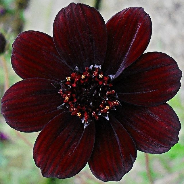 Chocolate Cosmos. It is a brown flower with a ring of lighter coloured stamen in its centre. 