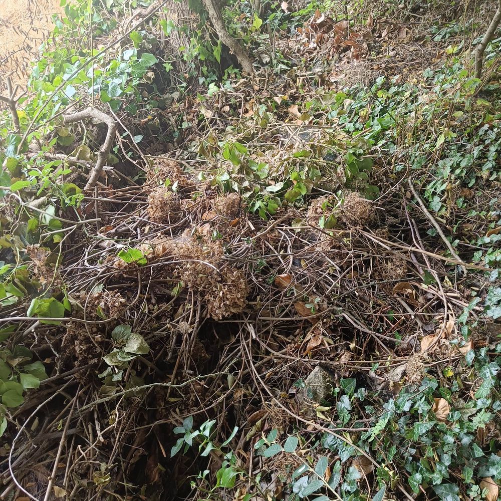 Ein Haufen Grünabfälle in der Mulde eines alten Weges