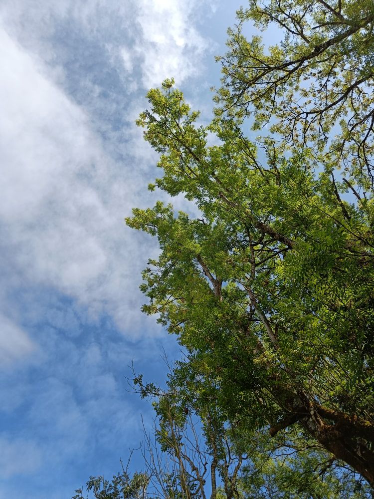 Hinter den Baumkronen, der blaue Himmel und ein paar Wolken.
