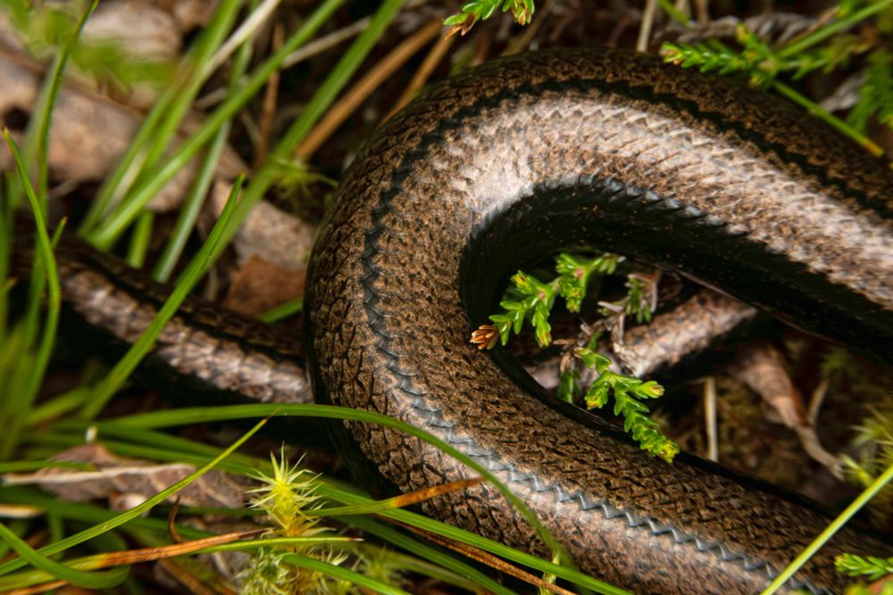 A colour photo of slow worm basking in sun at the edge of small patch of trees. It has a coppery brown textured skin with a sheen of light to it. Annat, Torridon, Wester Ross, Scotland.

Photo by and copyright of Paul Henni.
