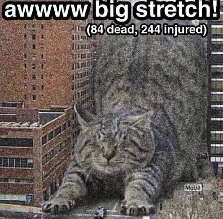 a photoshopped chunky tabby cat that is the size of godzilla doing a big stretch and destroying buildings with the caption "awwww big stretch (84 dead, 244 injured)