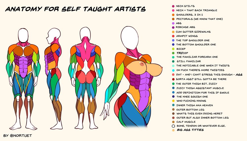 Anatomy poster for the self taught artist by Nortuet