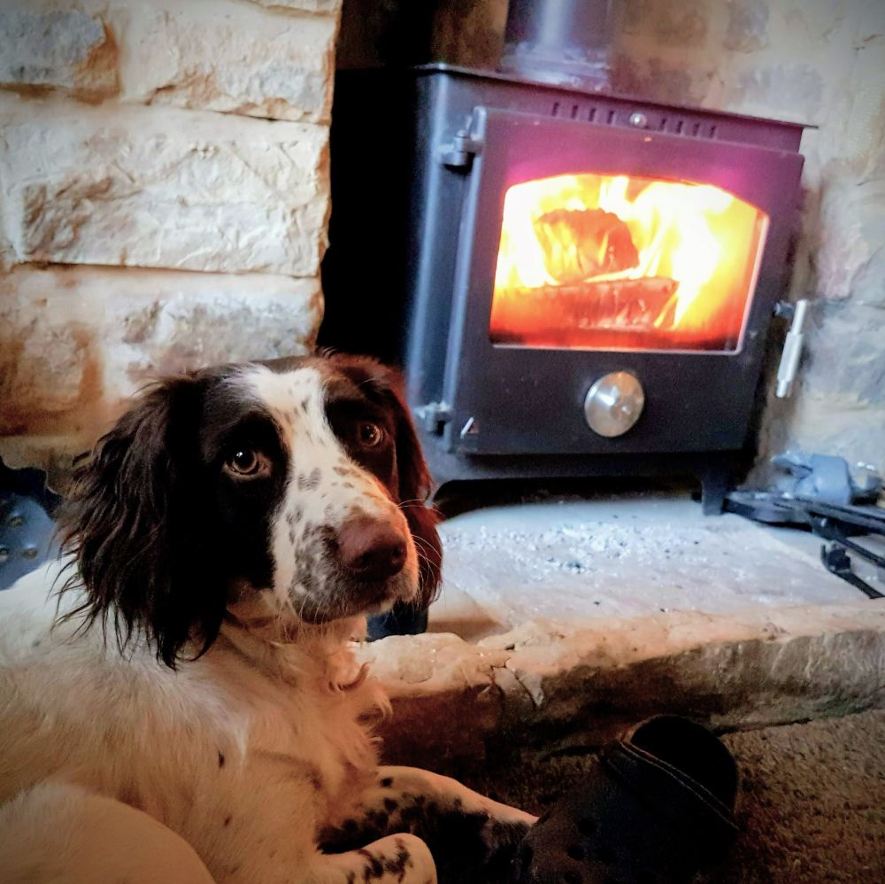 A Springer lies bottom left and looks directly into the camera, with a lit wood-burner in the background top-right. Very toasty feel.