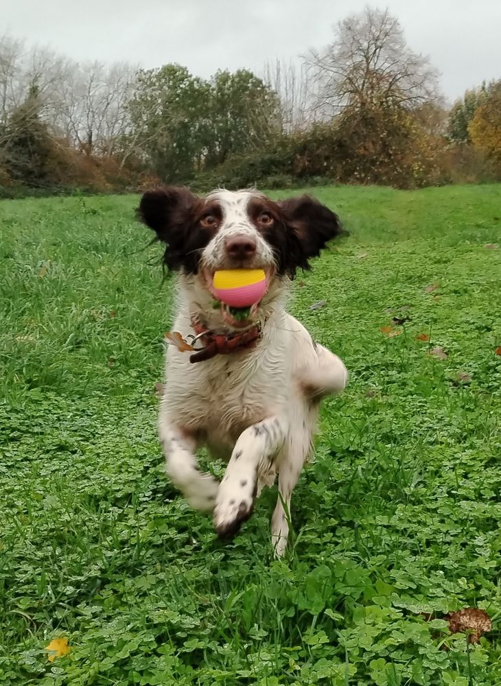 Springer spaniel runs straight at camera with a pink and yellow ball in her mouth. 