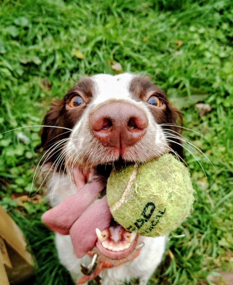 Face shot of a Springer Spaniel with a green ball in its mouth and it's tongue hanging out of the right side of its mouth. Eyes are quite glarey. 