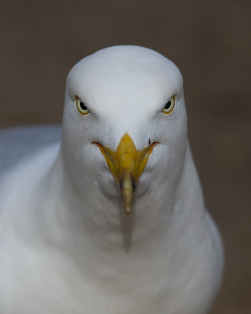 Herring Gull, face front.